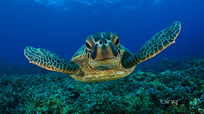 sea snake, nature, coral, water, sea turtle, sea life, animal wildlife, plectognath, undersea, sea, ocean, animals, invertebrate, animal head, 1080P, texture