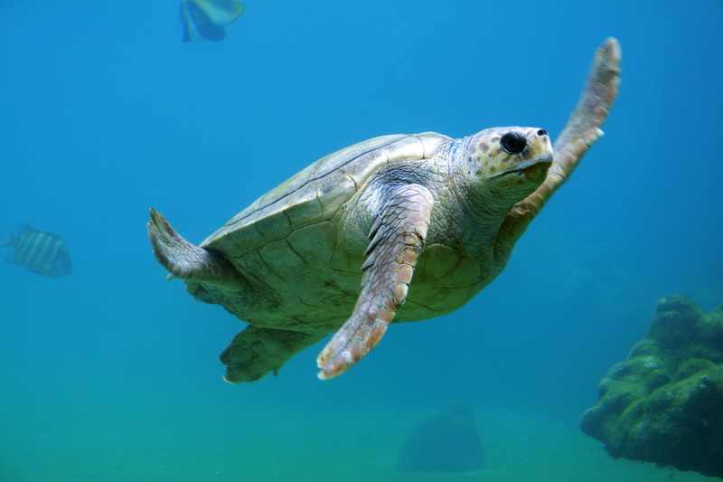 swimming, floating on water, underwater, fish, marine biology, vertebrate, ocean, sea turtle, sea, marine, reptile, 4K, biology, animal themes, undersea