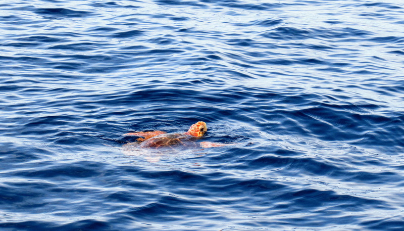 bird, animal themes, animal, outdoors, ocean, water, nature, animal family, vertebrate, animals in the wild, waterfront, environment, no people, floating on water