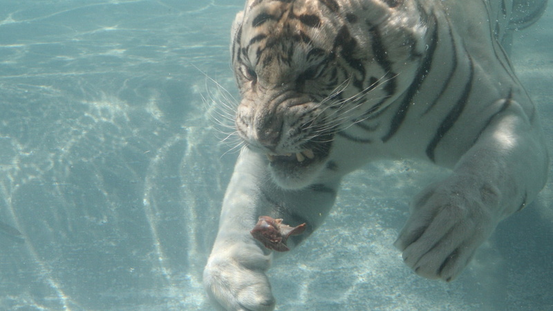 feline, cat, tiger, animal themes, outdoors, one animal, great white shark, animal, vertebrate, swimming pool, 1080P, water, whisker, mammal, underwater