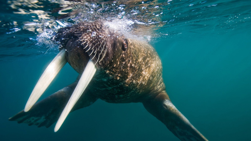 no people, 1080P, beaver, animal themes, otter, underwater, day, nature, outdoors, water, loggerhead, sea, animal wildlife, marine, one animal, mammal