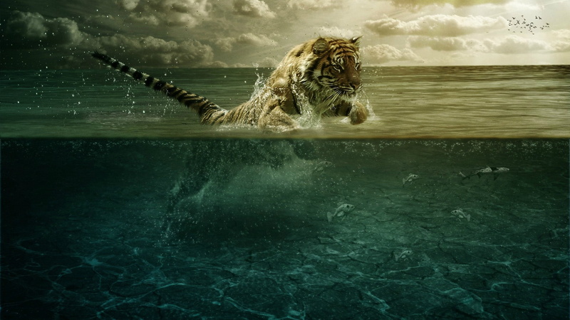 mammal, loggerhead, otter, 1080P, animals, animal, musteline mammal, feline, water