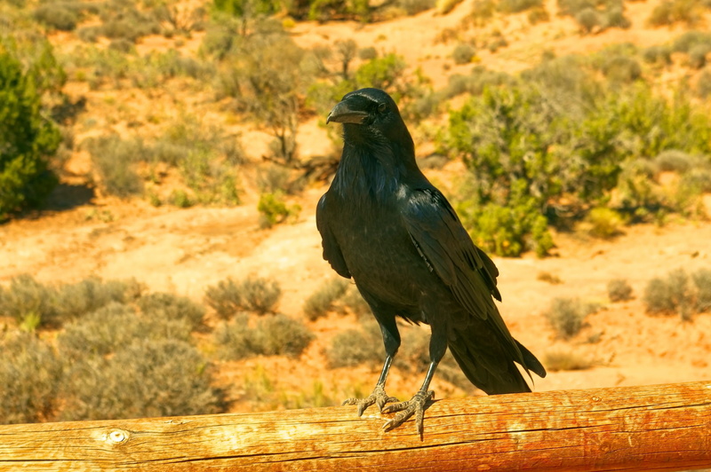 wildlife, one animal, principlais, beak, plumage, arches np raven, focus on foreground, arches, wild, sunlight, looking away, animal wildlife, day, perched