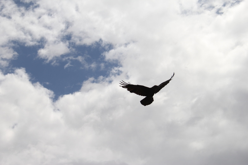 bird, day, spread wings, evil, silhouette, animal, flying, outdoors, death, cloud - sky, outdoor, avian, animal body part, feather, 5K, spooky, no people