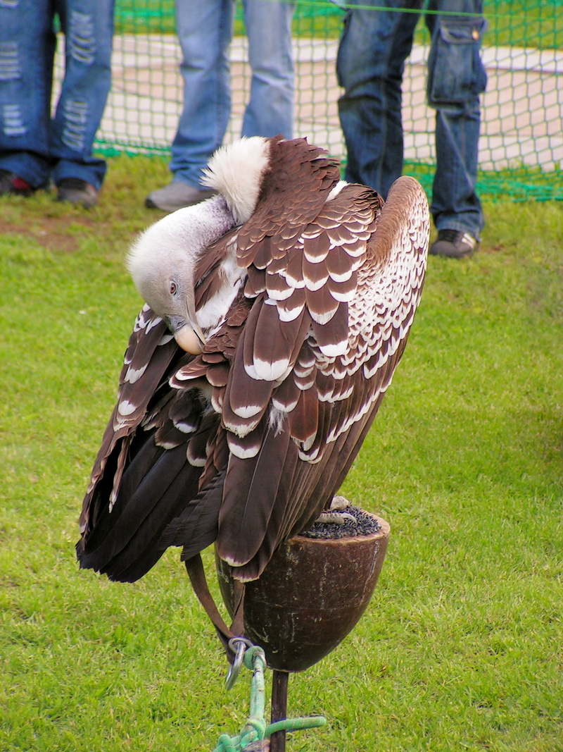 focus on foreground, standing, field, nature, human body part, plant, animals in the wild, land, vertebrate, incidental people, 1080P, bird, breeding raptors