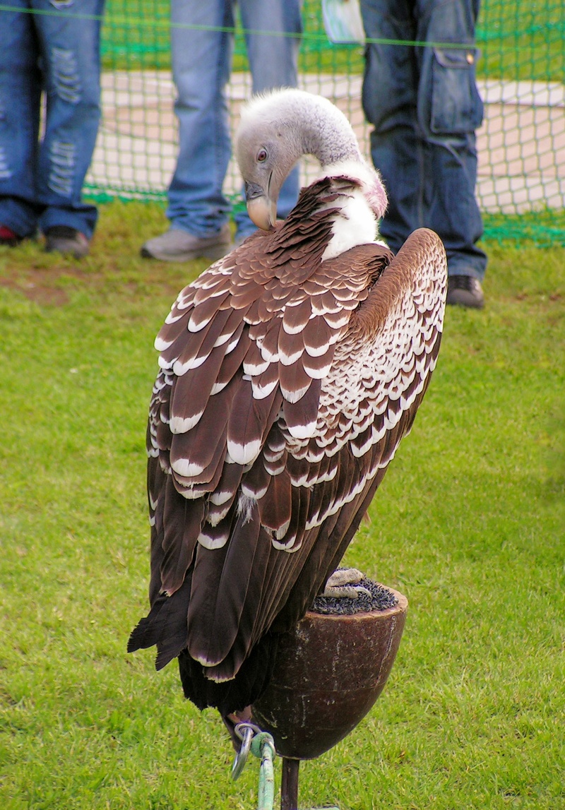 outdoors, vertebrate, grass, one animal, plant, breeding raptors, animal wildlife, focus on foreground, bird, day, scavenger, sup, human body part, body part