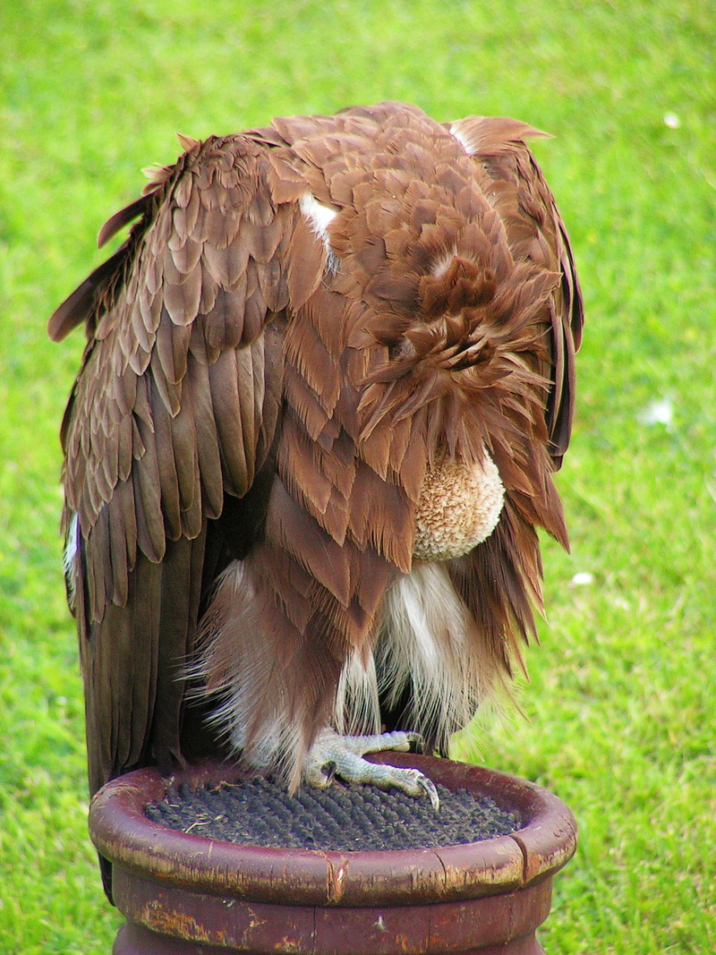 Sup, animal themes, outdoors, 1080P, breeding raptors, close-up, Scavenger, one animal, bird of prey, animal, focus on foreground, brown, no people, animal wildlife