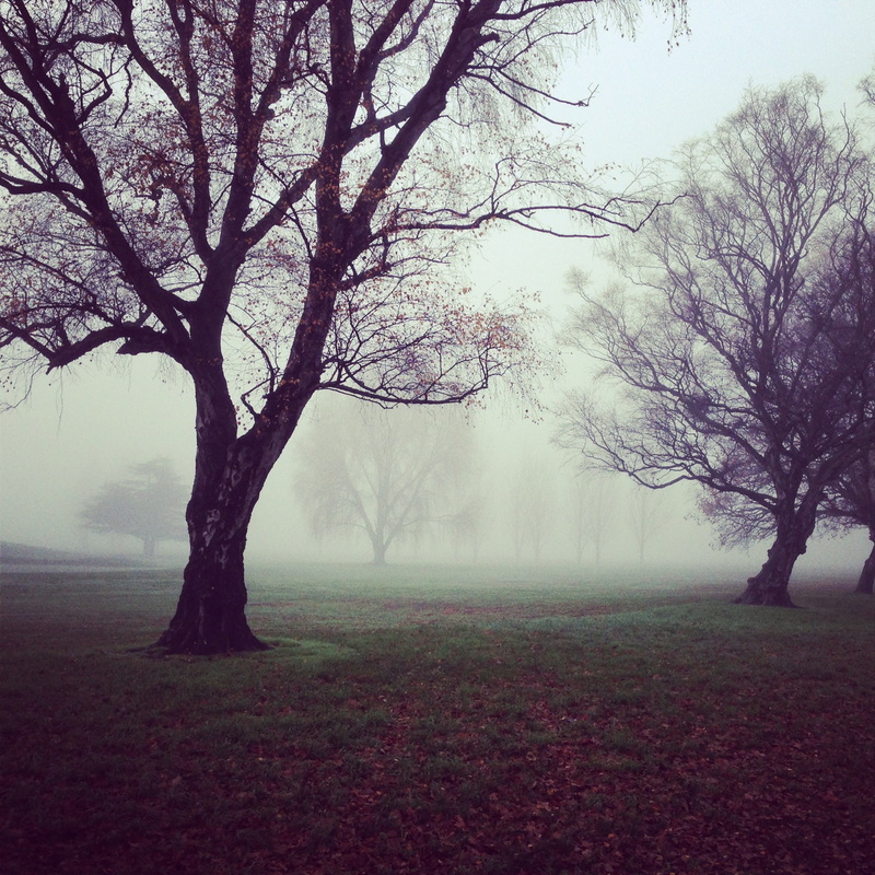 photo, foggy, field, winter, beauty in nature, bare tree, mist, environment, 1080P, bare, branch, nature, landscape, trunk, sky, trees, grey, nebulous
