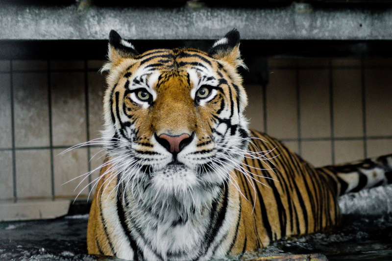 nature, looking at camera, look, no people, pets, siberian Tiger, striped, outdoors, carnivore, whisker, wildlife, one animal, zoo, portrait, asia, cat