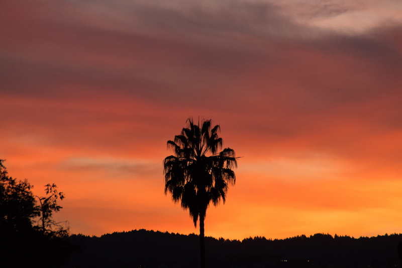 orage, dramatic sky, united states, landscape, romantic sky, orange color, sunset, tranquil scene, outdoors, cloud - sky, palm tree, beauty in nature, tranquility