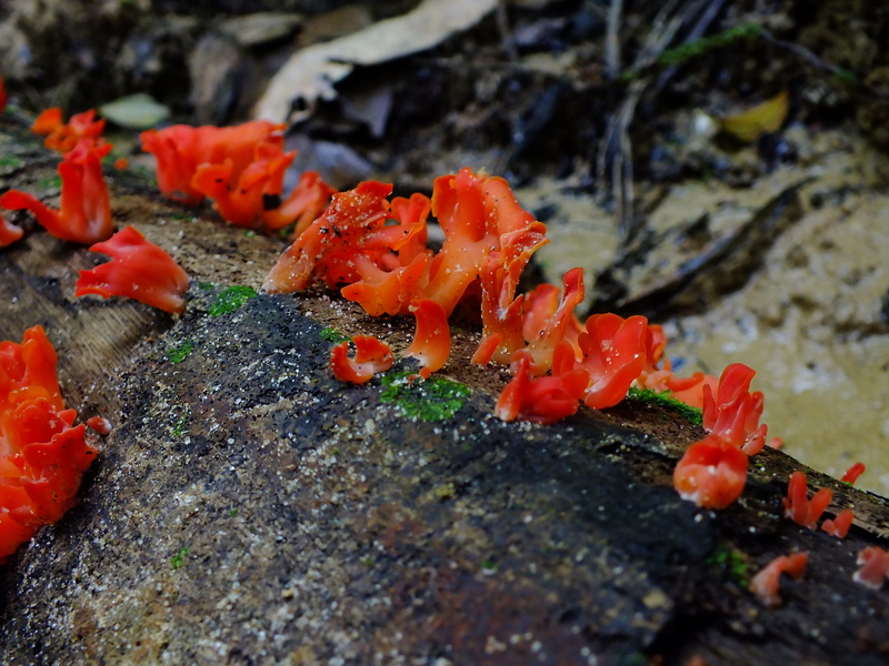 sea life, no people, close-up, animal themes, animal wildlife, beauty in nature, bangladesh, plant, forest, solid, orange color, fern, adampur, nature