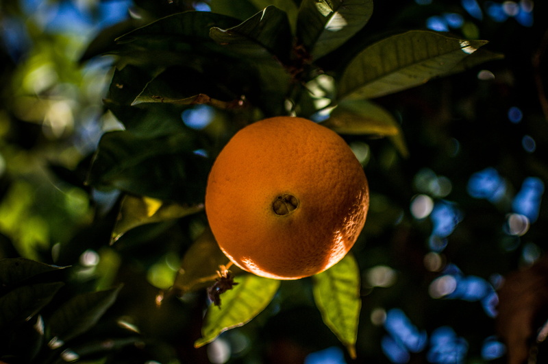 wellbeing, leaf, growth, citrus fruit, no people, freshness, orage, orange tree, fruit, close-up, outdoors, nature, 4K, fruit tree, food and drink, chile