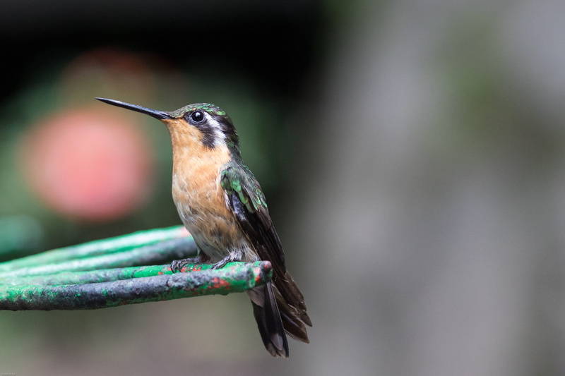 Exotic, brown, vertebrate, beauty in nature, selective focus, spring dress, photography, Bird, animal world, day, outdoors, animal wildlife, small, one animal