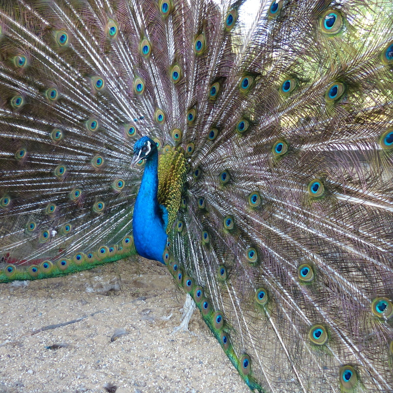 vertebrate, bird, animal wildlife, peacock feather, animal, beauty in nature, feather, Peacock, blue, Feathers, beauty, Wheel, outdoors, animal themes
