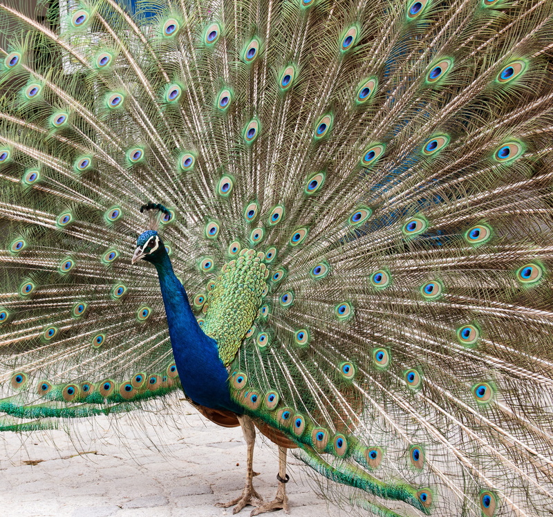 colorful, multi colored, beauty in nature, animals in the wild, animal themes, wheel, outdoors, no people, creature, fanned out, peacock wheel, one animal