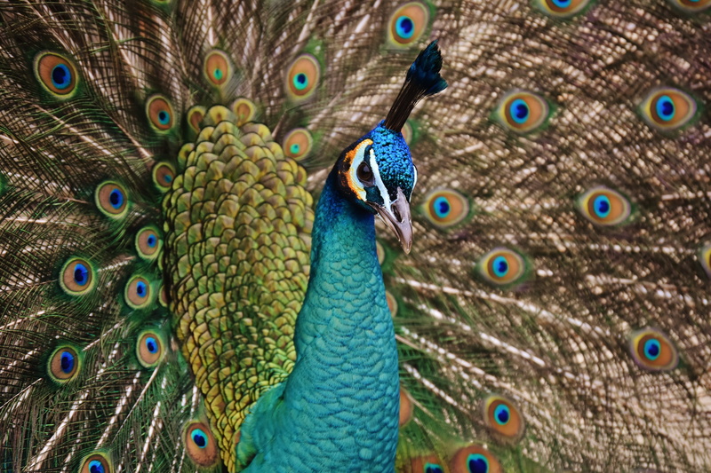 green, poultry, beak, animals in the wild, close, bird, fanned out, peacock feather, color, wheel, vertebrate, feather, animal themes, blue, multi colored