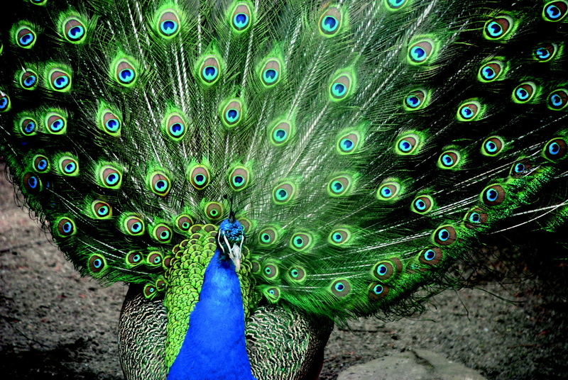 green, animal wildlife, animal, beauty, 4K, vertebrate, animal themes, blue, green color, feather, plumage, multi colored, selective, close, colorful