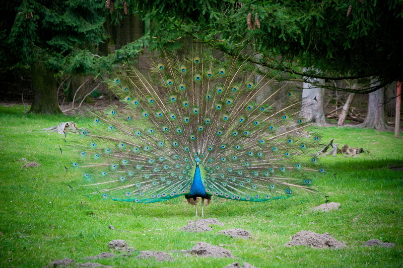 courtship, land, bird, vanity, grass, wheel, plumage, vertebrate, animal, green color, animal world, daytime, green, day, peacock, fanned out, spring wheel