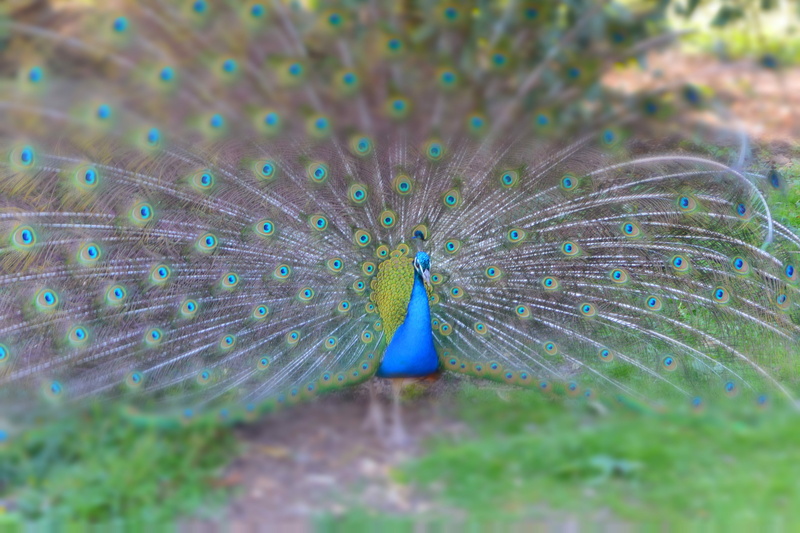 zoo, animals in the wild, 4K, vertebrate, one animal, day, green color, field, bird, Animals, wheel, animal, outdoors, feather, Peacock, animal wildlife