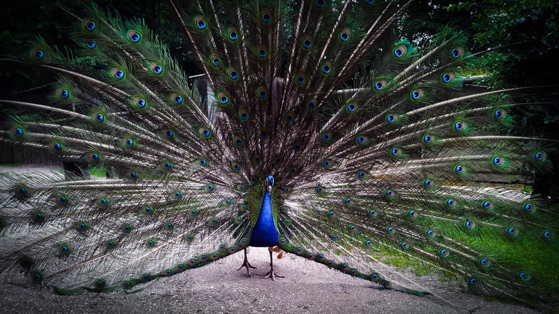 fauna, feather, full length, bird, 2K, outdoors, wheel, animal wildlife, peacock, day, beauty in nature, multi colored, animal, pride, animals in the wild
