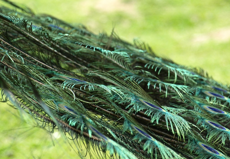 no people, focus on foreground, plant, nature, fragility, peacock wheel, leaf, plant part, outdoors, beauty in nature, grass, peacock feather, close-up