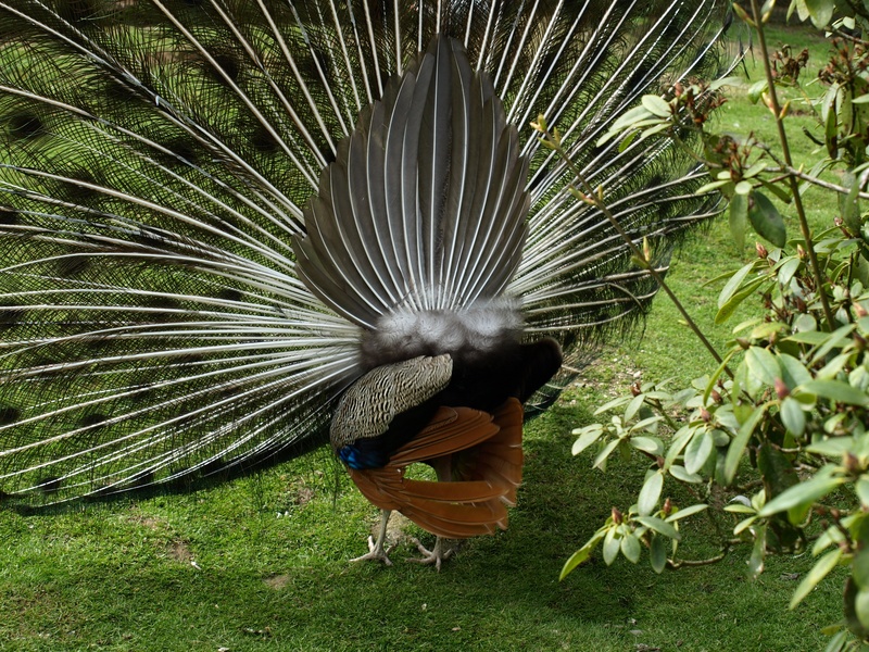 spread wings, green color, nature, beauty in nature, fanned out, 2K, animals in the wild, back, peacock wheel, vertebrate, peacock, male animal, plant
