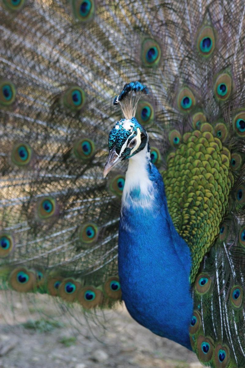 blue, vertebrate, focus on foreground, animal head, beauty in nature, fanned out, animals in the wild, day, animals, one animal, feather, animal, wheel
