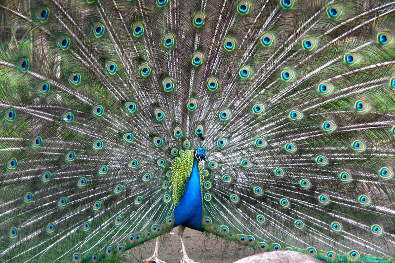 colorful, wheel, green color, animal themes, vertebrate, close-up, blue, no people, bird feather, day, multi colored, animal head, feather, nature, peacock