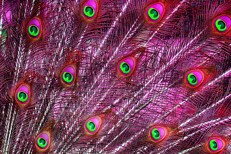 animals in the wild, nature, peacock feathers, outdoors, multi colored, pattern, beauty in nature, bird, animal body part, full frame, animal wildlife