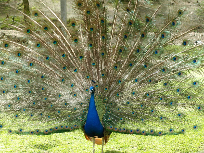 beauty in nature, land, pavo cristatus, animal wildlife, animal, green color, nature, Peacock, animal themes, Color, 2K, iridescent, grass, animals in the wild