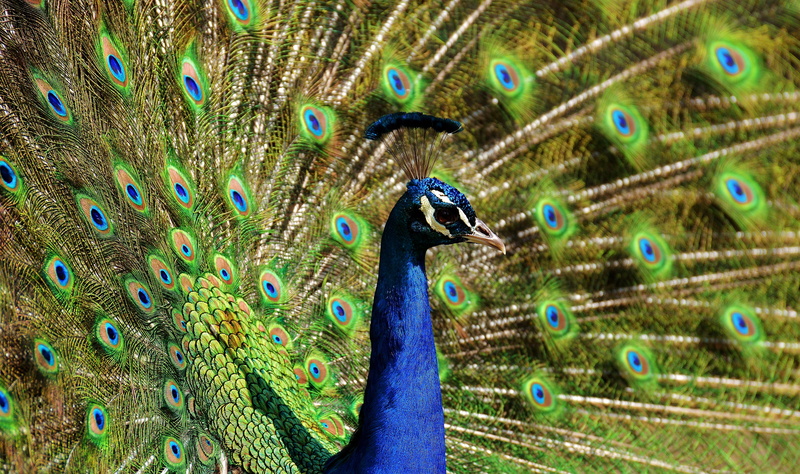no people, green color, vertebrate, green, fanned out, color, feather, animal head, day, wheel, pride, view, multi colored, animal body part, bird, animals in the wild