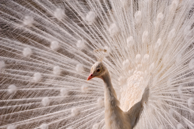 rothenburg  switzerland, peacock, seduction, animal Head, beak, nature, open  wheel, White peacock, male, beautiful, pure, animal, ostrich, feather, animal Neck