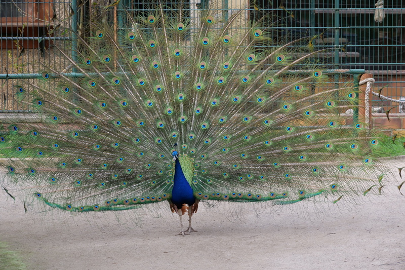 no people, field, male animal, animal wildlife, nature, bird, tittup, zoo, animal themes, peacock feather, wheel, outdoors, day, feather, beauty in nature