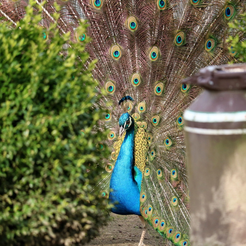 animals in the wild, fanned out, bill, bird, tail, peacock, close-up, outdoors, animal world, background, poultry, no people, blue, animal head, green color