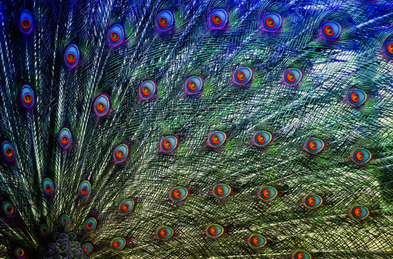 peacock, animal themes, feather, bird, fanned out, natural pattern, close-up, beauty in nature, pattern, animal, one animal, male animal, iridescent, gorgeous
