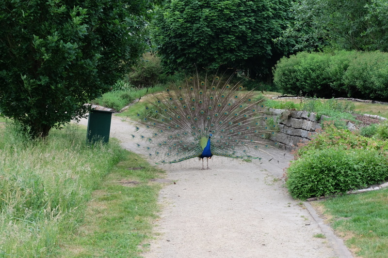 growth, bird, vertebrate, one animal, nature, garden, poultry, no people, animals in the wild, animal themes, pride, beauty in nature, animal, field, plant