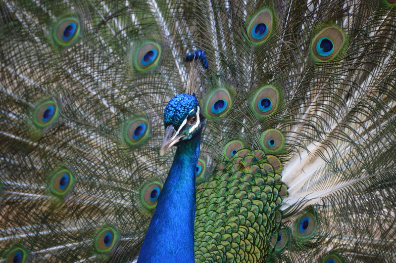 peacock, day, animal themes, fanned out, animal head, nature, full frame, blue, 5K, animal wildlife, outdoors, animal body part, wheel, close-up, plumage