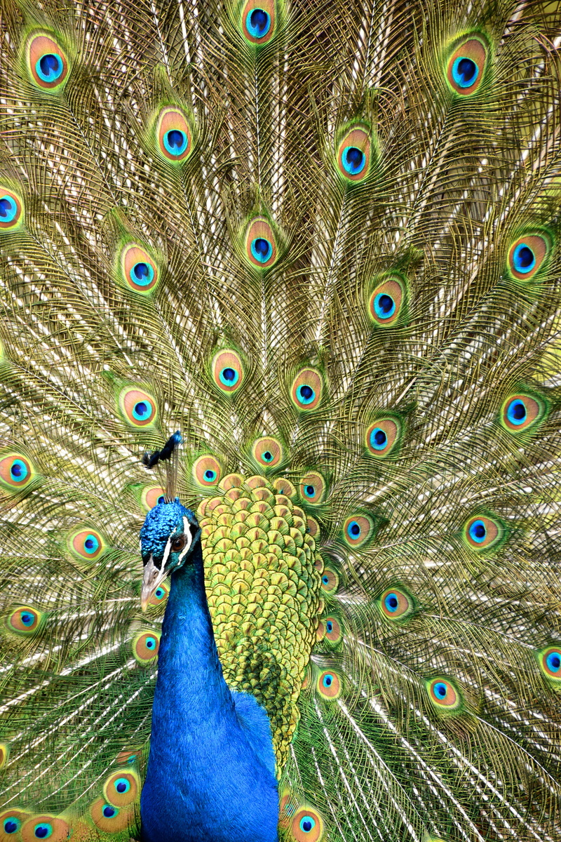 showing, animal, close-up, majestic, feather, outdoors, wheel, vertebrate, animal themes, no people, fanned out, bird, animals in the wild, feathers, pairi daiza