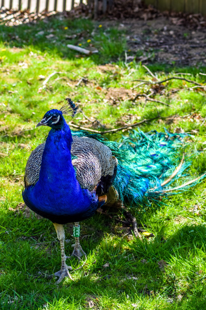 volatile, animals in the wild, Zoo, plant, Visit, peacock, animal themes, day, majestic, paugres, no people, Animals, blue bird, feathers, land, blue, nature