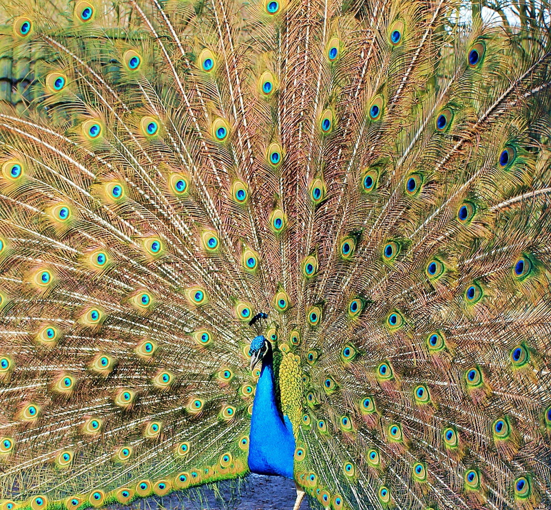 multi Colored, peacock feather, beat rad, Nature, fanned out, Bird, close-up, animal themes, peacock wheel, Wheel, feather, one animal, spread, wildlife