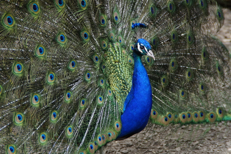 animal Head, wildlife, colors, vibrant Color, peacock wheel, balz, plumage, feather, animals in the wild, elegance, 5K, no people, green Color, animal body part