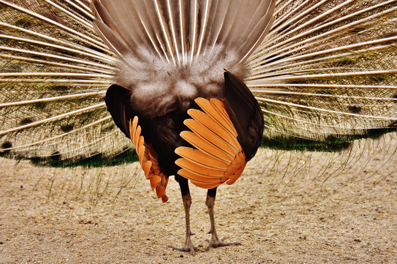 flying, turkey, orange, peacock, pride, animal, peacock wheel, wildlife photography, animals in the wild, bird, gorgeous, feather, outdoors, spread wings