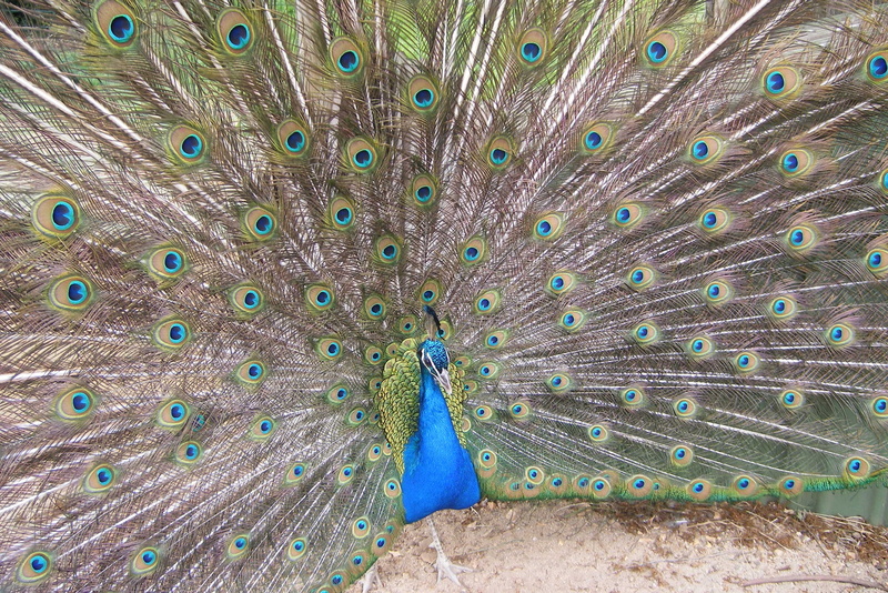 no people, vertebrate, peacock feather, male animal, field, animal themes, outdoors, animal wildlife, one animal, peacock, beauty in nature, bird, fanned out