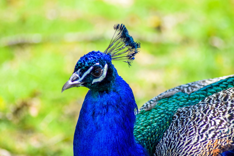 beak, white peacock, beauty in nature, colors, bokeh, looking, day, nature, holiday, animal neck, animal head, photography, animal themes, Visit, animals in the wild