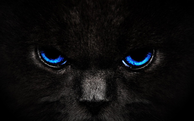 black, eyes, 1080P, eyed, blue, cat, artistic, fantasy
