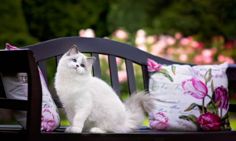 fluffy cat, bench, 1080P, cat, look, pillow, ragdoll, blue-eyed, face