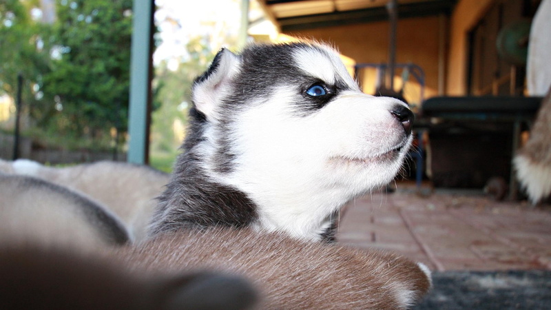 cute, purebred Dog, pets, blue-eyed, muzzle, outdoors, nature, sitting, one animal, domestic Animals, relaxation, young Animal, sled Dog, snout, small