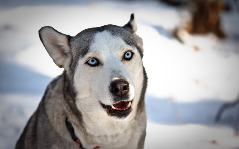 fur, face, sled Dog, animal, animal Eye, mammal, mouth open, cute, purebred Dog, cold - Temperature, animal body part, domestic, snow, pets, 1080P, white