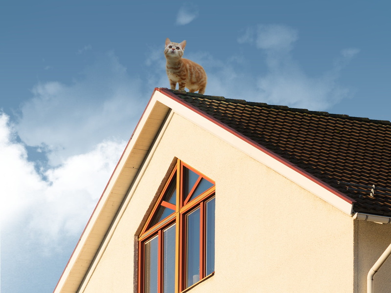 domestic animals, cloud - sky, 1080P, rooftops, one animal, sky, domestic cat, animal themes, animal, house, mammal, no people, built structure, feline