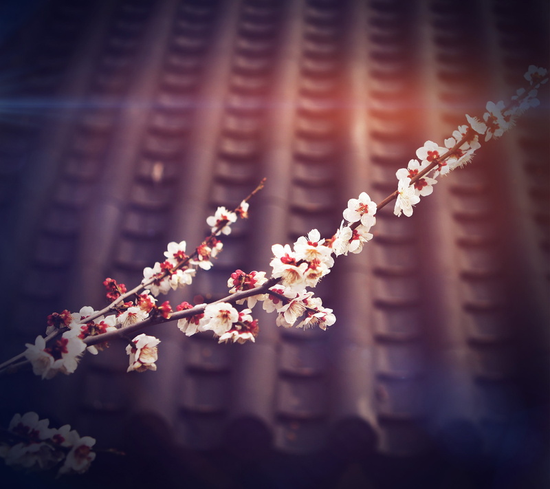 rooftops, twigs, branch, 2K